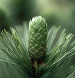 Pinus pumila (Japanese Stone Pine)