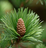 Pinus pumila (Japanese Stone Pine)