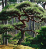 Pinus pumila (Japanese Stone Pine)