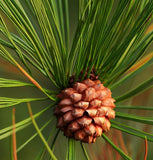 Pinus roxburghi (Chirr Pine, Longleaf Indian Pine)