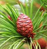 Pinus roxburghi (Chirr Pine, Longleaf Indian Pine)