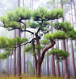 Pinus roxburghi (Chirr Pine, Longleaf Indian Pine)