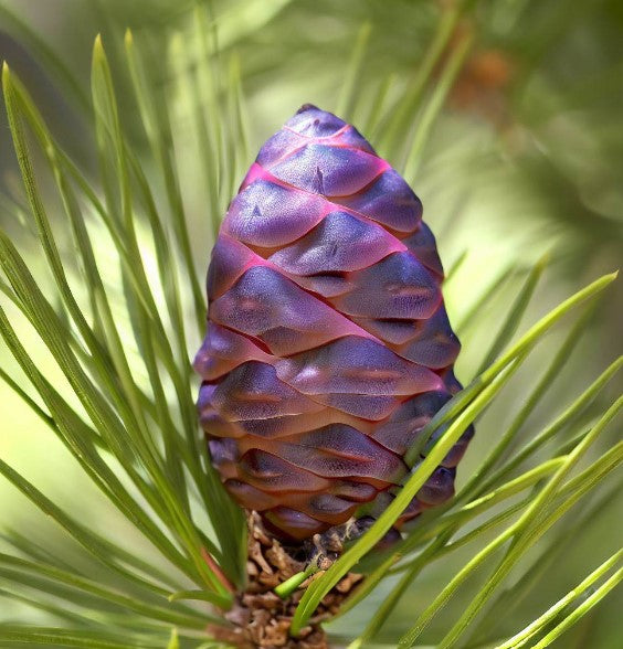 Pinus sabiniana (California Foothill Pine, Digger Pine)