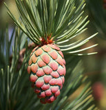 Pinus sabiniana (California Foothill Pine, Digger Pine)