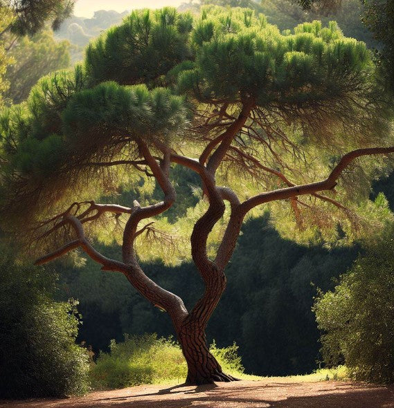 Pinus sabiniana (California Foothill Pine, Digger Pine)
