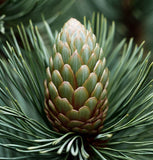 Pinus strobiformis (Southwestern White Pine, Border Pine, Chihuahua White Pine)