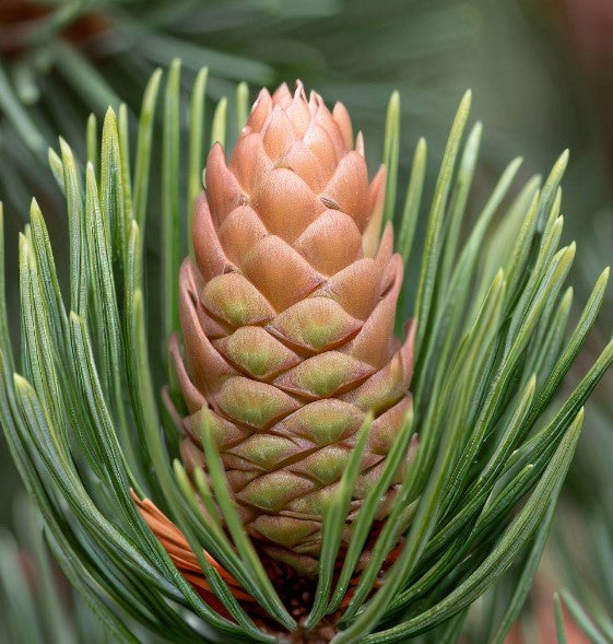 Southwest White Pine Cone