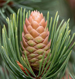 Pinus strobiformis (Southwestern White Pine, Border Pine, Chihuahua White Pine)