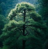 Pinus strobiformis (Southwestern White Pine, Border Pine, Chihuahua White Pine)