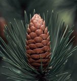 Pinus strobus (Europe) (Eastern White Pine, White Pine, Weymouth Pine, Northern White Pine)