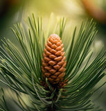 Pinus strobus (Europe) (Eastern White Pine, White Pine, Weymouth Pine, Northern White Pine)