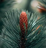 Pinus strobus (Europe) (Eastern White Pine, White Pine, Weymouth Pine, Northern White Pine)