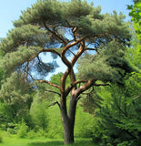 Pinus strobus (Europe) (Eastern White Pine, White Pine, Weymouth Pine, Northern White Pine)