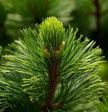 Pinus strobus (Wisconsin) (Eastern White Pine, White Pine, Weymouth Pine) Seedlings & Transplants Available for Spring Shipping