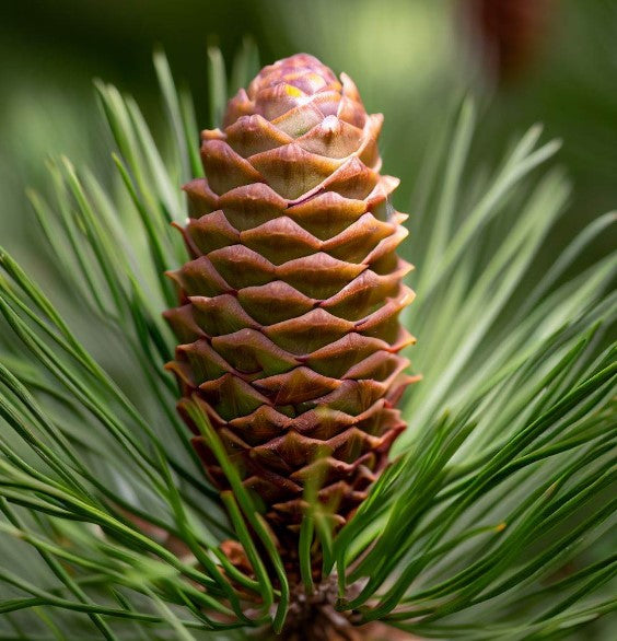 planting white pine seeds Pinus strobus (Wisconsin) (Eastern White Pine, White Pine, Weymouth Pine)