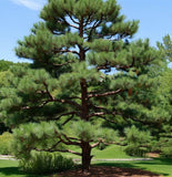 Pinus strobus (Wisconsin) (Eastern White Pine, White Pine, Weymouth Pine)