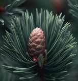 Pinus sylvestris (Scotland) (Scotland sourced Scotch Pine)