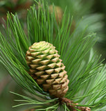 Pinus tabulaeformis (Chinese Table Pine, Southern Chinese Pine)