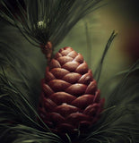 Pinus tabulaeformis (Chinese Table Pine, Southern Chinese Pine)