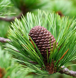 Pinus thunbergii (Japanese Black Pine)