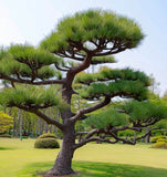 Pinus thunbergii (Japanese Black Pine)