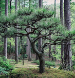 Pinus thunbergii (Japanese Black Pine)