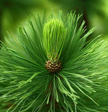 Pinus virginiana (Virginia Pine, Scrub Pine, Jersey Pine)