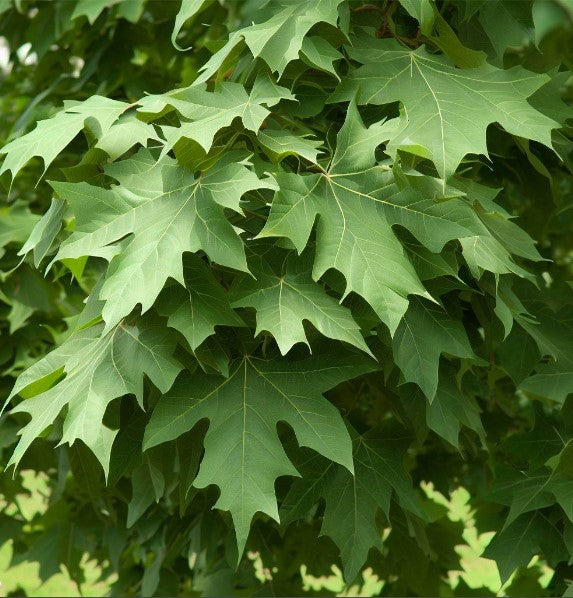 Platanus acerifolia c.s. (London Plane Tree)