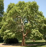 Platanus acerifolia c.s. (London Plane Tree)