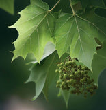 Platanus orientalis c.s. (Oriental Planetree)