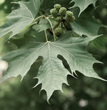 Platanus orientalis c.s. (Oriental Planetree)