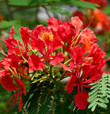 Poinciana pulcherrima (Barbados Pride, Red bird of Paradise)