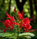 Poinciana pulcherrima (Barbados Pride, Red bird of Paradise)
