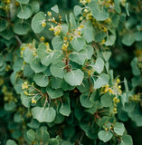 Populus tremuloides (Quaking Aspen) Seedlings & Transplants Available for Spring Shipping