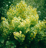 Populus tremuloides (Quaking Aspen)