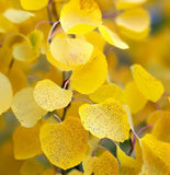 Populus tremuloides (Quaking Aspen)