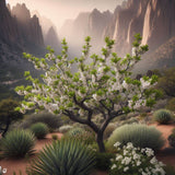 Prunus besseyi (Bessey's Plum, SandCherry, Western Sand Cherry)