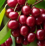 Prunus maackii Certified	(Amur Chokecherry, Mandchurian Cherry)