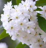 Prunus maackii Certified	(Amur Chokecherry, Mandchurian Cherry)