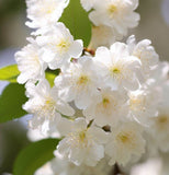 Prunus maackii Certified	(Amur Chokecherry, Mandchurian Cherry)