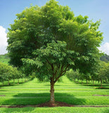 Prunus maackii Certified	(Amur Chokecherry, Mandchurian Cherry)