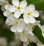 Prunus mahaleb (Mahaleb Cherry, St. Lucie Cherry)