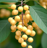 Prunus padus (European Bird Cherry)