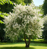 Prunus padus (European Bird Cherry)