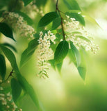 Prunus padus (European Bird Cherry)