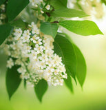 Prunus padus (European Bird Cherry)