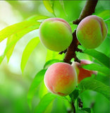 Prunus persica Lovell (Peach, Lovell Peach)