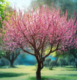 Prunus persica nemaguard (Nemaguard Peach)