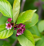 Prunus serotina (Black Cherry) Seedlings & Transplants Available for Spring Shipping