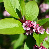 Prunus serotina (Black Cherry) Seedlings & Transplants Available for Spring Shipping